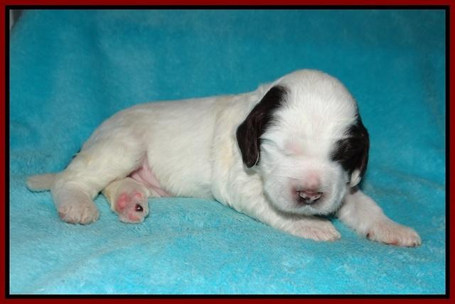Sundae Dansby pups 2 wks old 91