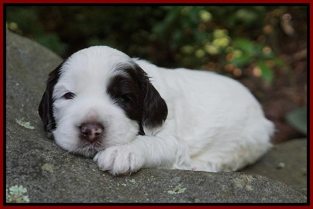 Sundae Dansby pups 3 wks old 121