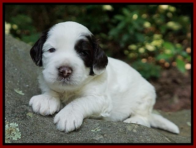 Sundae Dansby pups 3 wks old 131