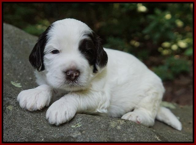 Sundae Dansby pups 3 wks old 141