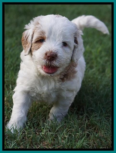 Sundae Camo Pups 5 wks old 201