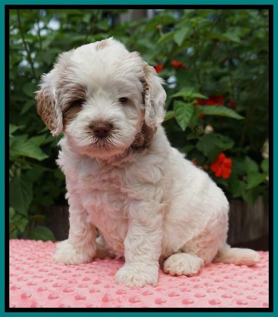 Sundae Camo Pups 5 wks old 211