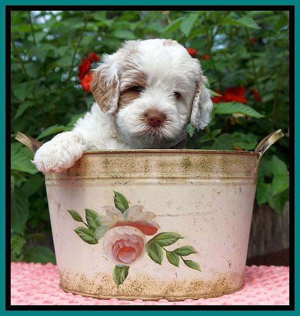 Sundae Camo Pups 5 wks old 221