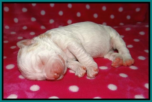 Sundae Camo pups 1 wk old 101