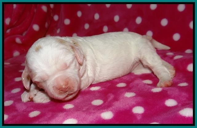 Sundae Camo pups 1 wk old 91