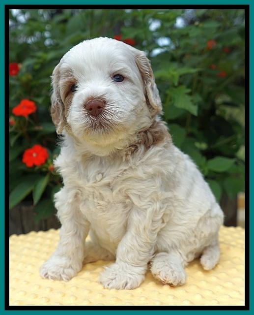 Sundae Camo pups 4 wks old 211