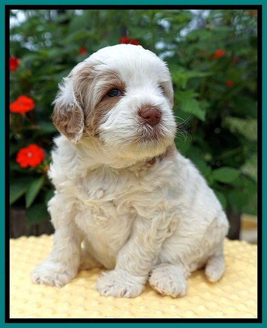 Sundae Camo pups 4 wks old 221