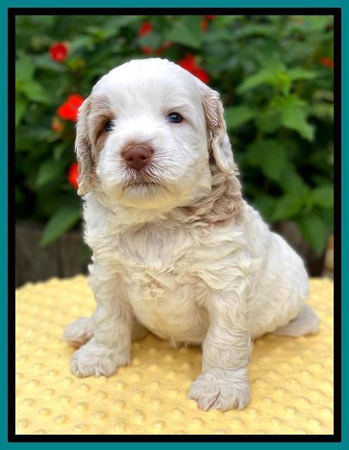 Sundae Camo pups 4 wks old 231