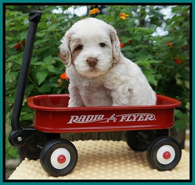 Sundae Camo pups 4 wks old 251