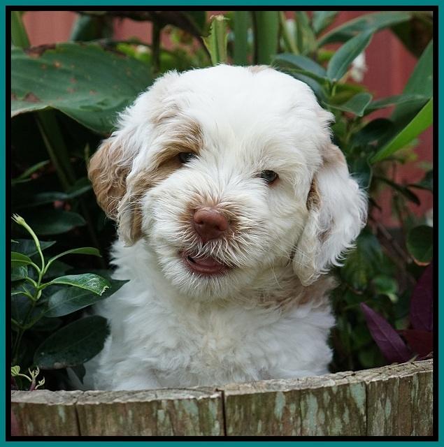 Sundae Camo pups 6 wks old 261