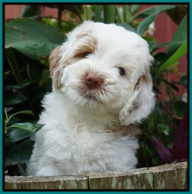 Sundae Camo pups 6 wks old 281