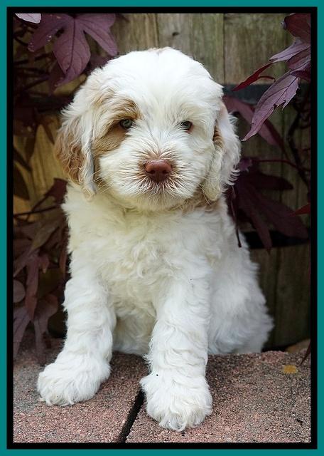 Sundae Camo pups 6 wks old 301
