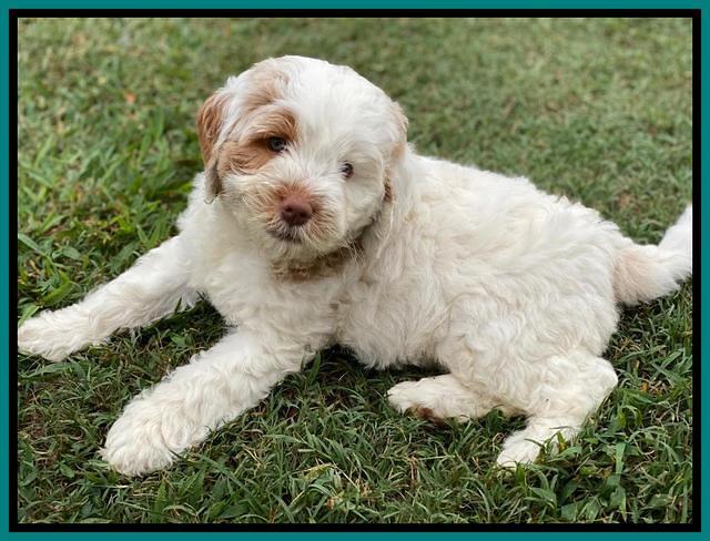 Sundae Camo pups 7 wks old 281