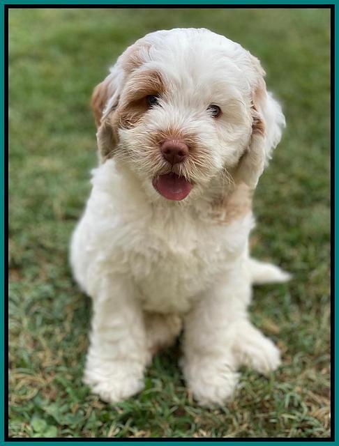 Sundae Camo pups 7 wks old 301