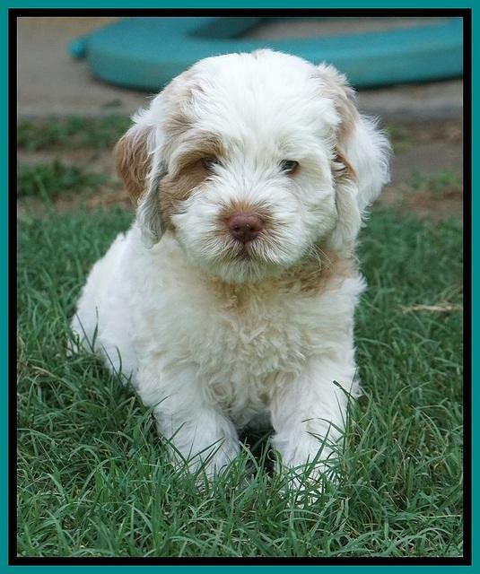 Sundae Camo pups 7 wks old 311