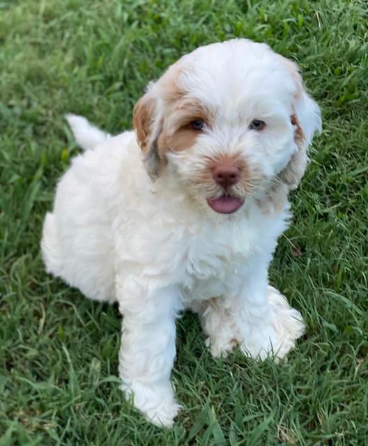 Sundae Camo pups 7 wks old 321