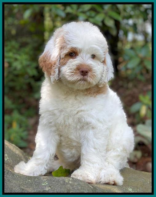 Sundae Camo pups 8 wks old 4100