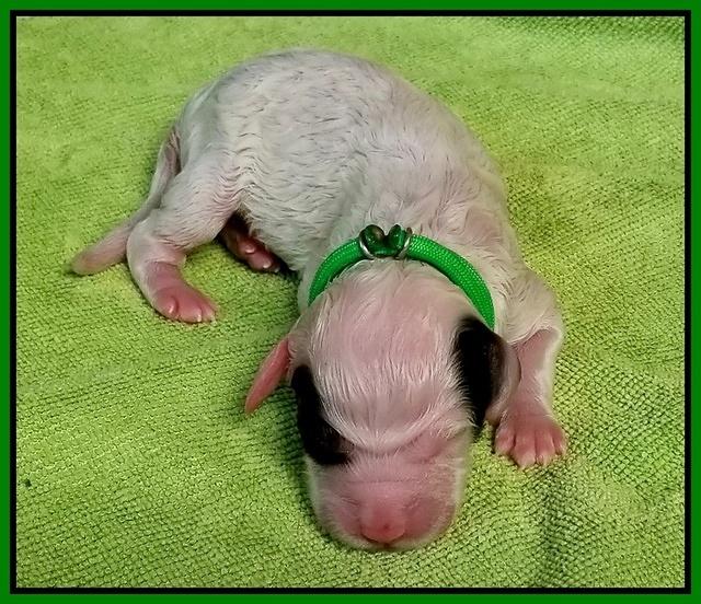 Newborn Sundae Camo lime girl