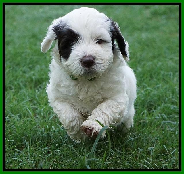 Sundae Camo Pups 5 wks old 291