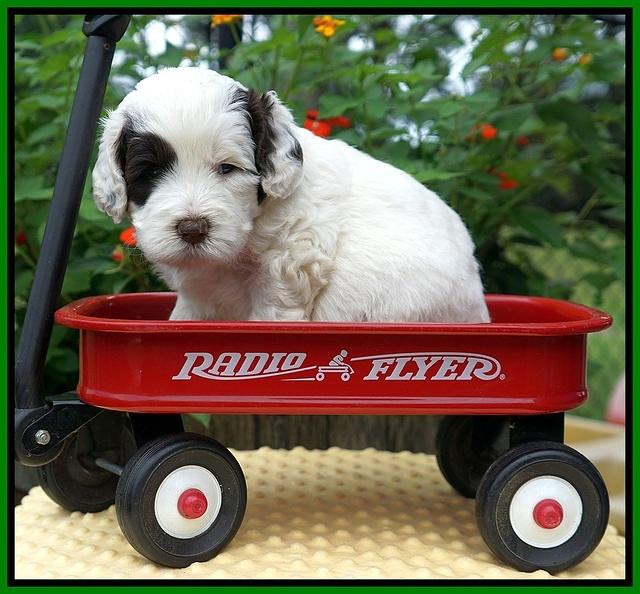 Sundae Camo pups 4 wks old 271