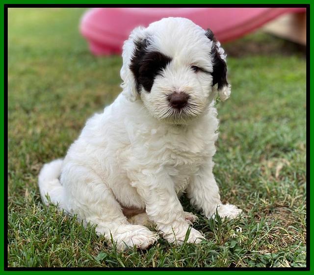 Sundae Camo pups 6 wks old 201