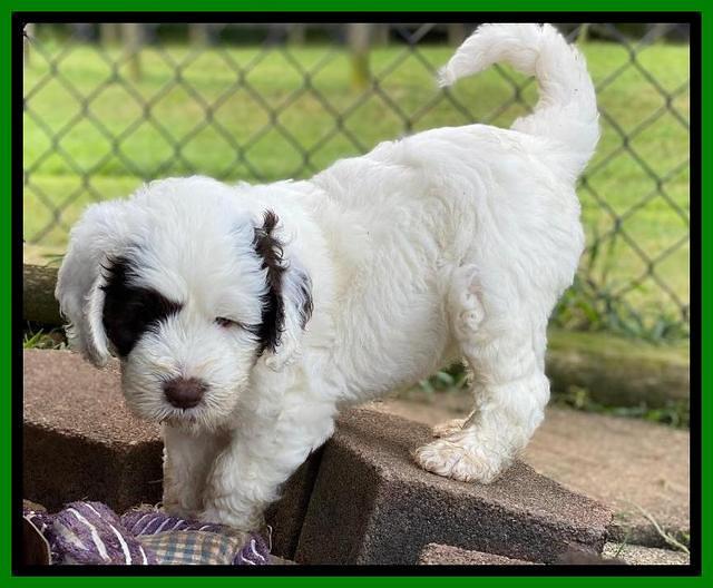 Sundae Camo pups 6 wks old 211