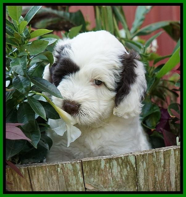Sundae Camo pups 6 wks old 241