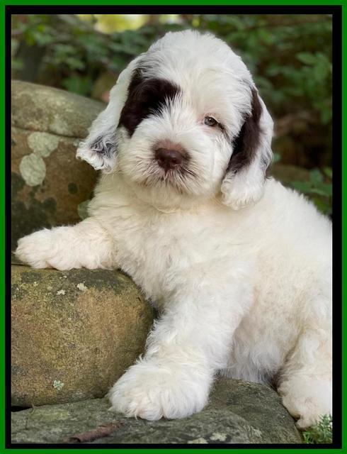 Sundae Camo pups 8 wks old 51