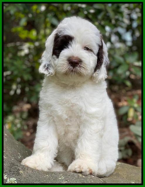 Sundae Camo pups 8 wks old 71