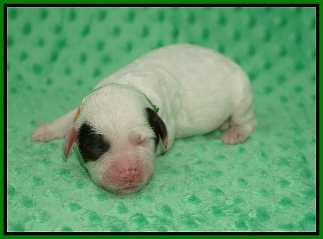 Sundae Camo pups Newborn 61