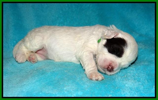 Sundae Dansby pups 2 wks old 131