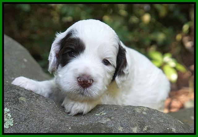 Sundae Dansby pups 3 wks old 181