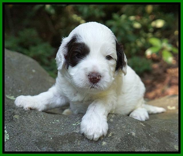 Sundae Dansby pups 3 wks old 211