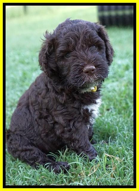 Sundae Camo Pups 5 wks old 311