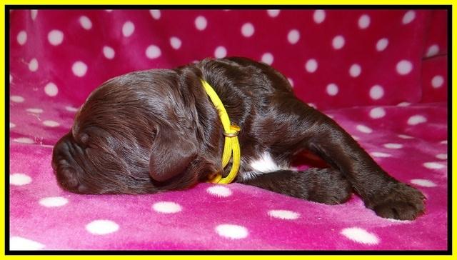 Sundae Camo pups 1 wk old 171
