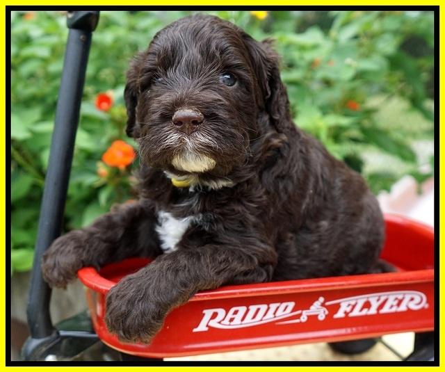 Sundae Camo pups 4 wks old 301