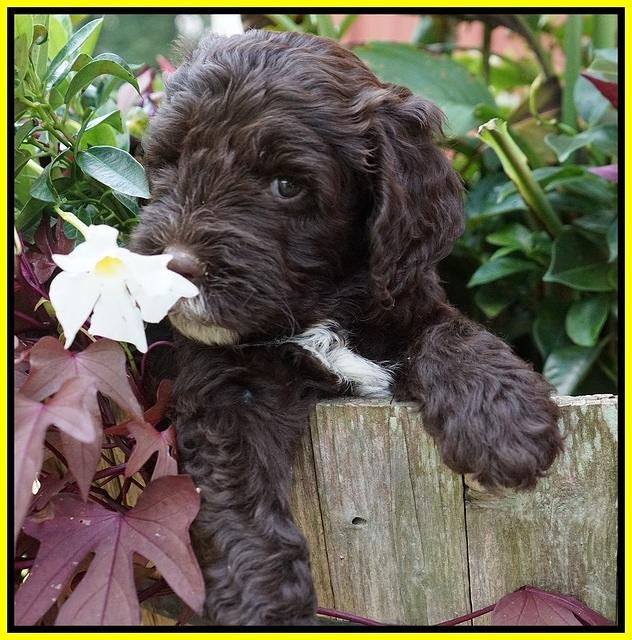 Sundae Camo pups 6 wks old 331