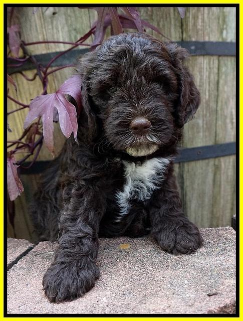 Sundae Camo pups 6 wks old 361
