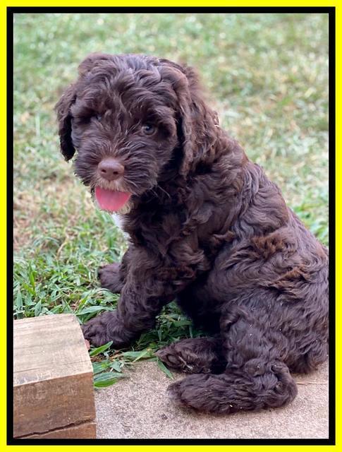 Sundae Camo pups 7 wks old 351