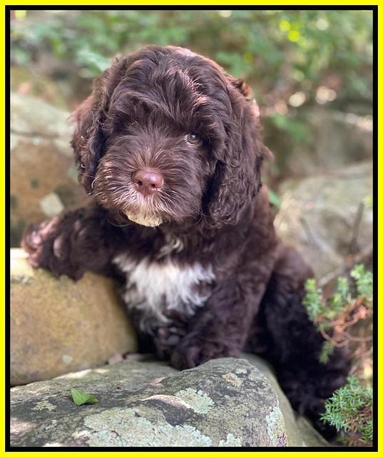 Sundae Camo pups 8 wks old 161