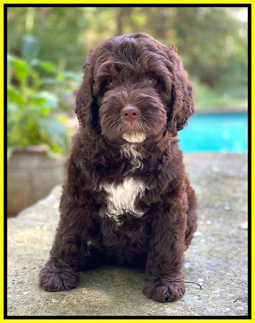 Sundae Camo pups 8 wks old 211