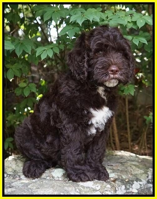 Sundae Camo pups 8 wks old 231