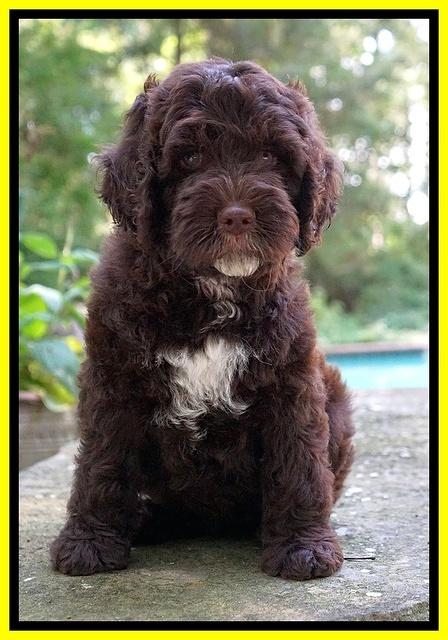 Sundae Camo pups 8 wks old 241