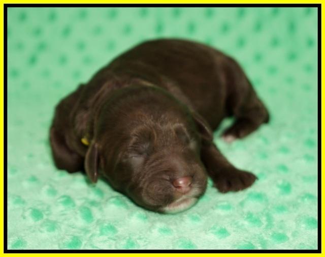 Sundae Camo pups Newborn 71