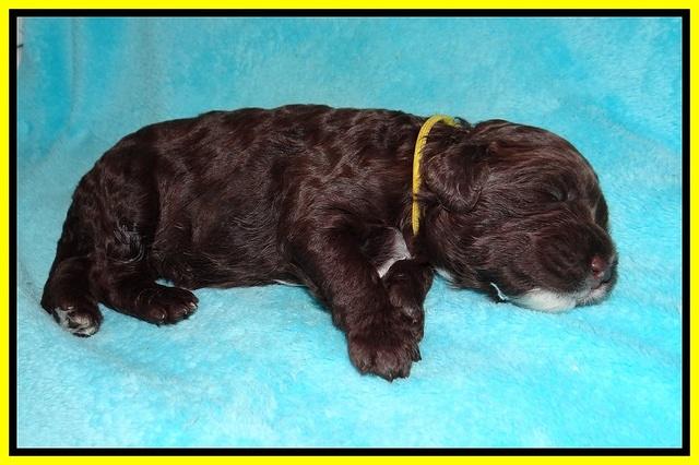 Sundae Dansby pups 2 wks old 161