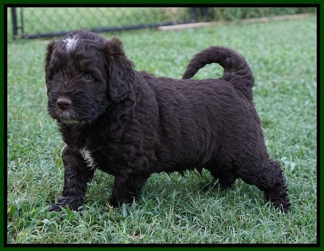 Sundae Camo Pups 5 wks old 371