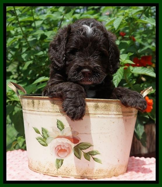 Sundae Camo Pups 5 wks old 381