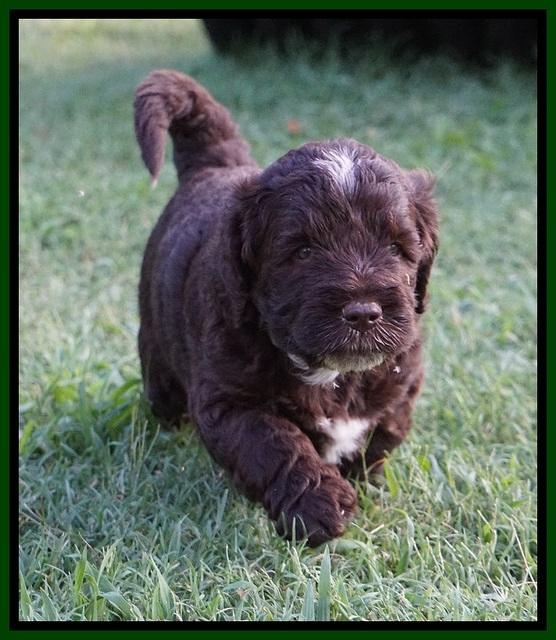 Sundae Camo Pups 5 wks old 391