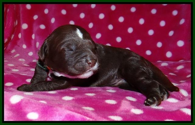 Sundae Camo pups 1 wk old 131