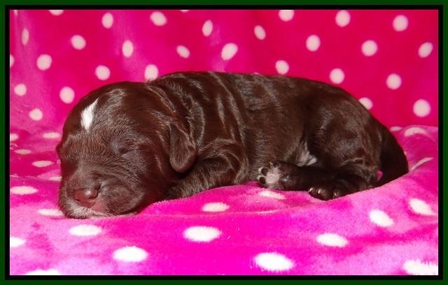 Sundae Camo pups 1 wk old 141